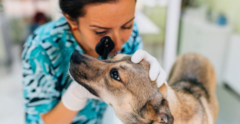 13 Important Genetic Health Tests Every California Dog Owner Needs to Know