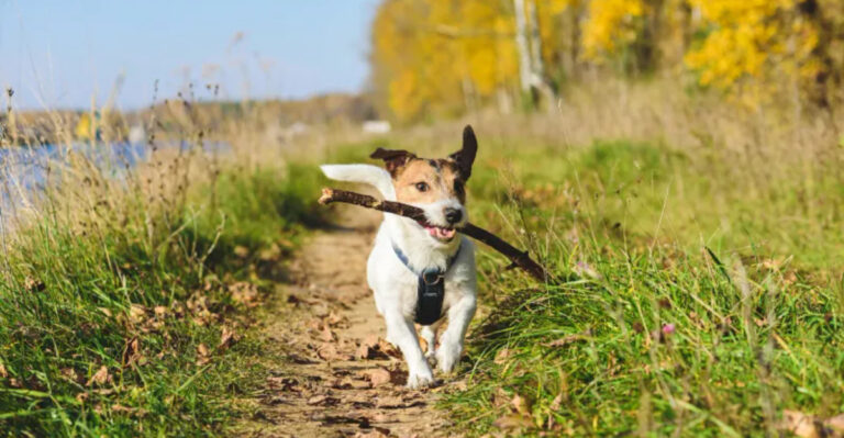 13 Places in North Carolina Where Dogs Are Treated Like Royalty