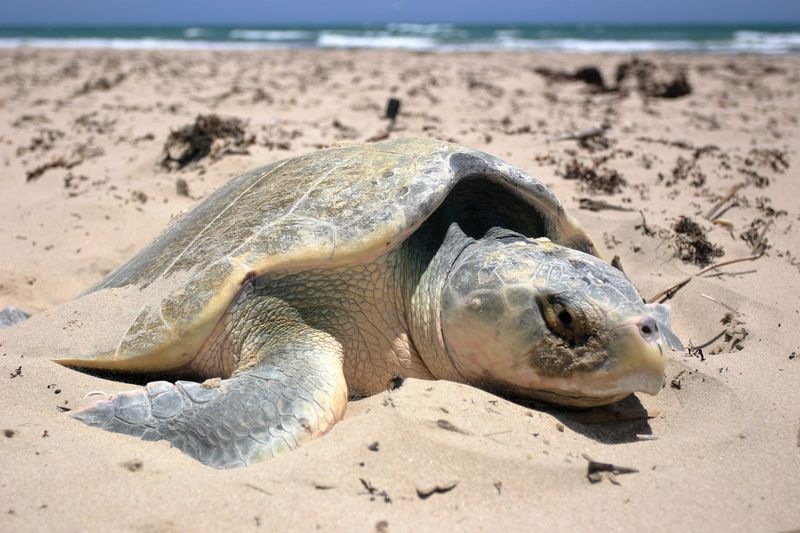Kemp's Ridley Sea Turtle: The Critically Endangered Beach Nester