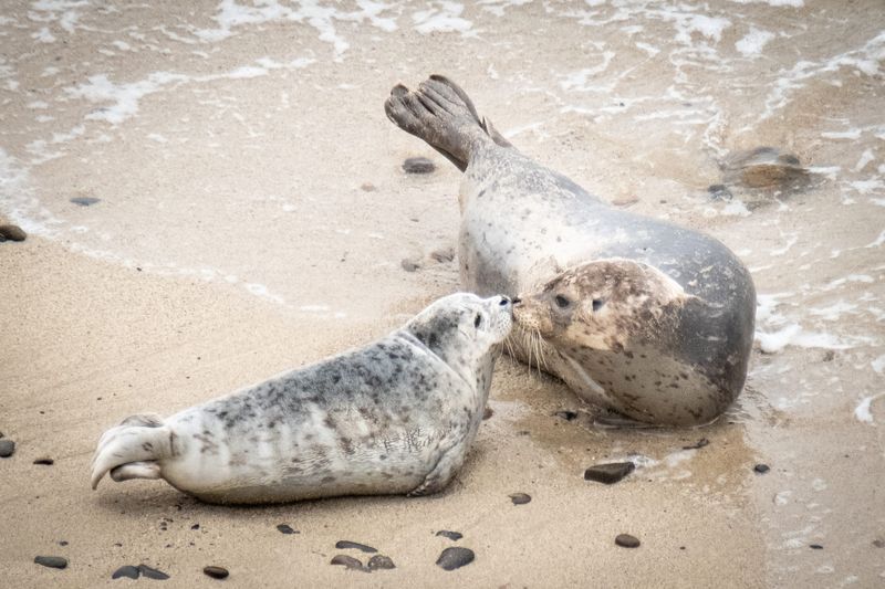 Harbor Seal: The Curious Coast Dweller