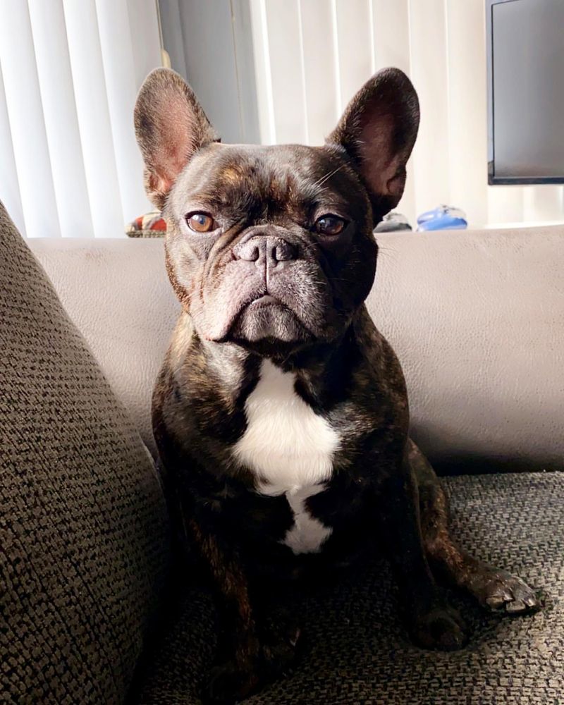 French Bulldog: The Snorty Sidekick