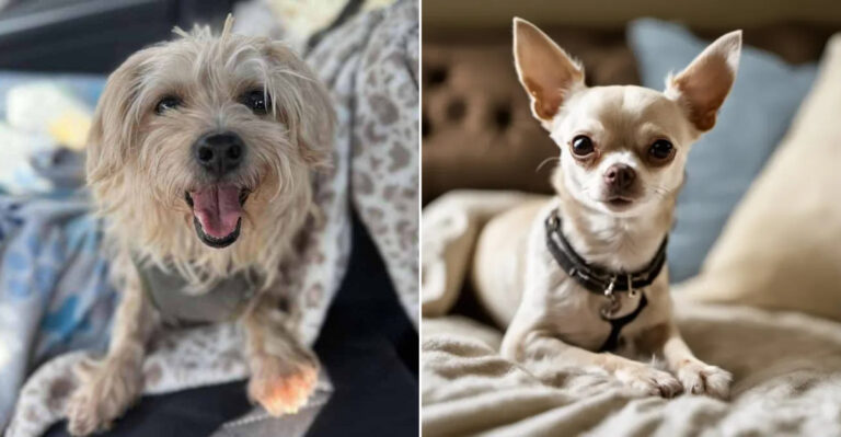14 Breeds Perfect For Apartments That Illinois High-Rise Owners Adore