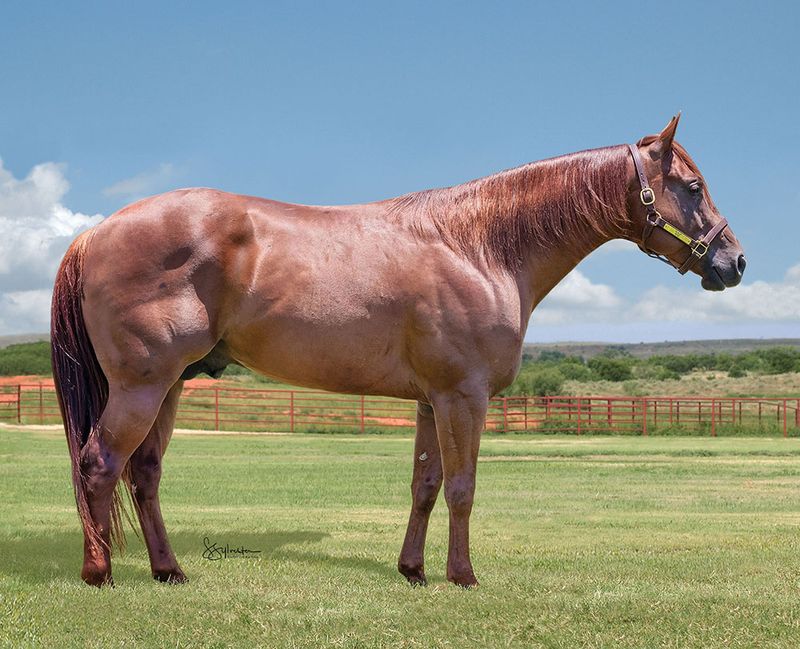 Quarter Horse