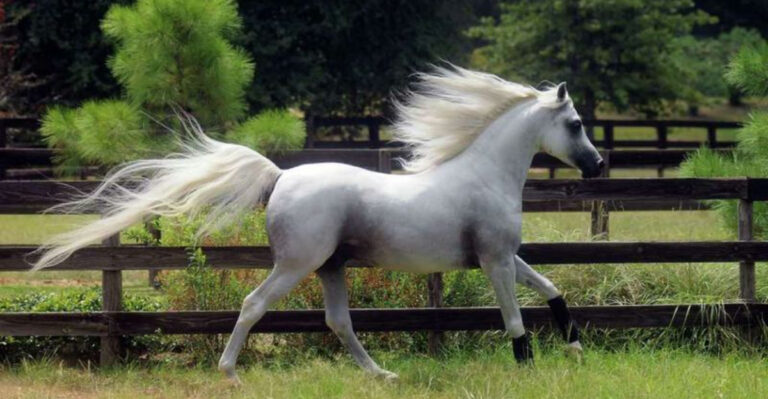14 Most Elegant Horse Breeds That Absolutely Dominate Texas Ranches