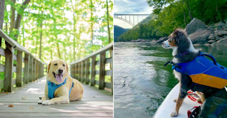 14 National Parks Across The U.S. Where Dogs Feel Right At Home