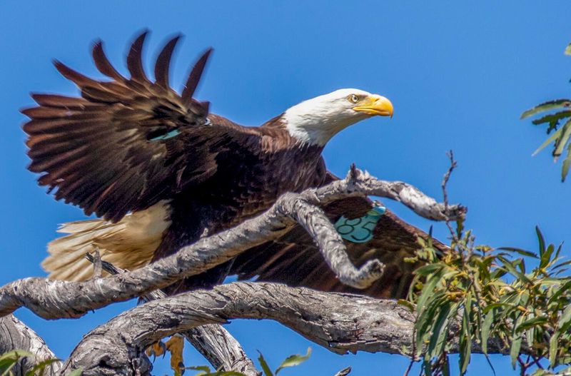 Bald Eagle: America's Symbol Soars Again