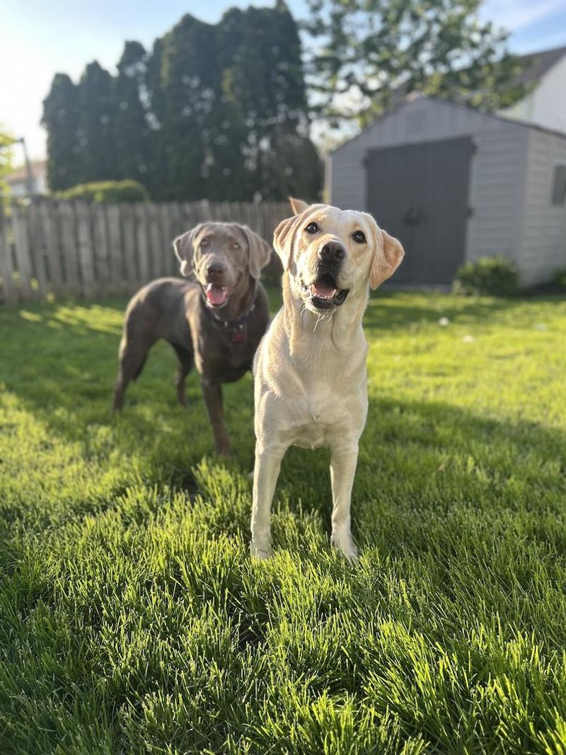 Labrador Retriever: The Buckeye State's Most Beloved Companion