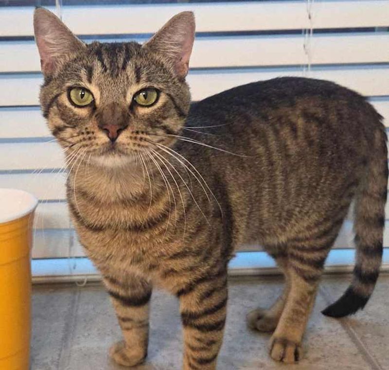 Domestic Shorthair