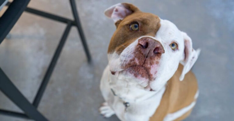 15 Challenges Of Raising A Dog In Your New York Apartment