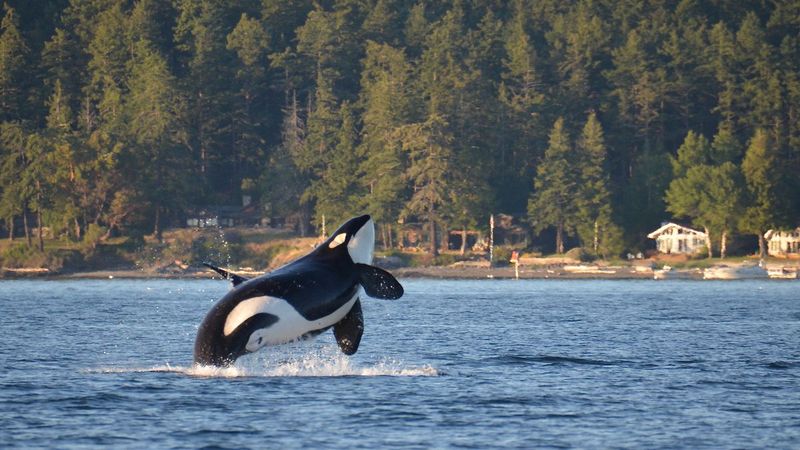 Majestic Orca Whales