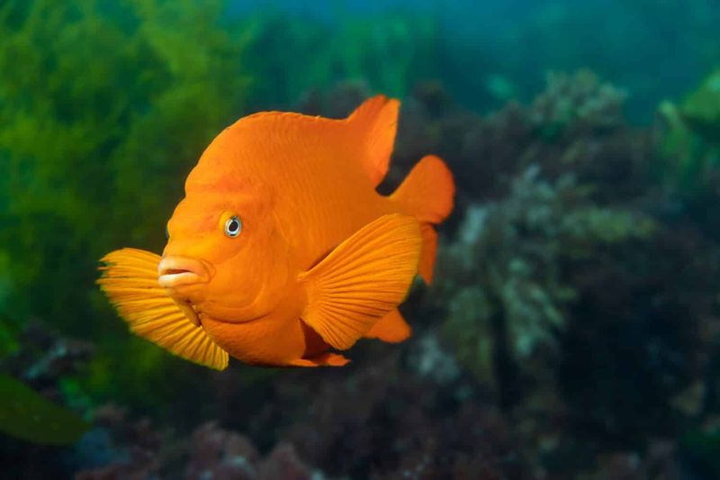 Garibaldi: California's Orange Superstar