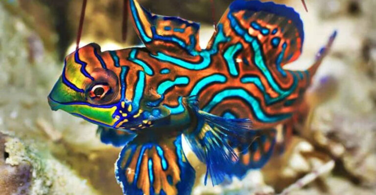 15 Most Colorful Creatures Lurking in U.S. Waters
