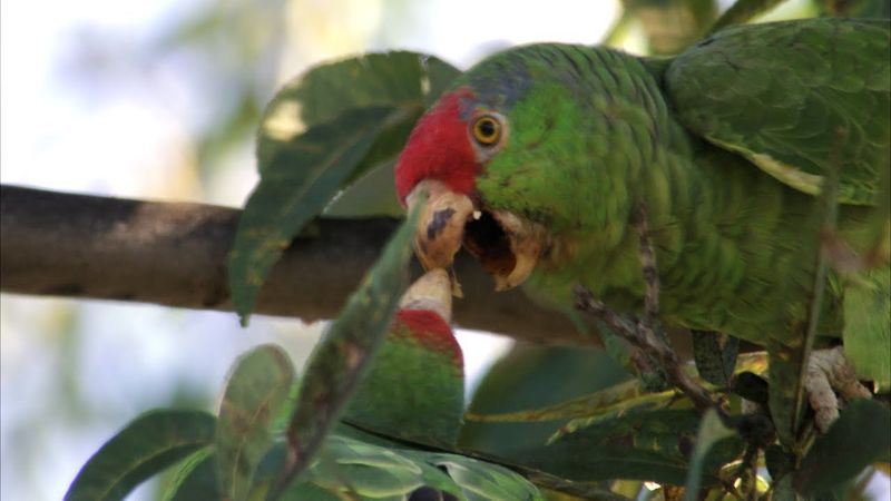 Red-crowned Amazon (Amazona viridigenalis)
