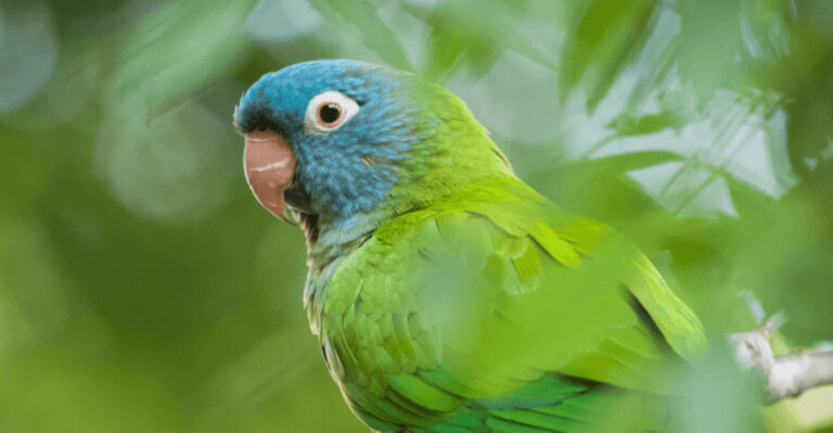 15 Parrots Found In California (With Pictures And Identification)