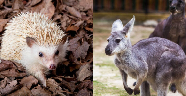 15 Pets That Are Legal Only In The U.S.