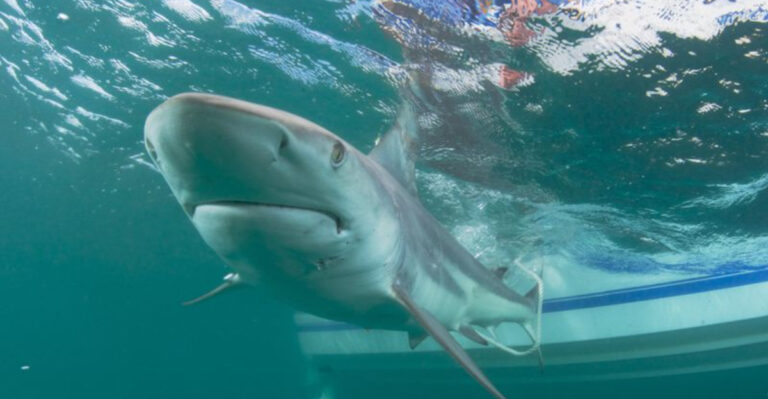 15 Shark Hotspots In The U.S. You Should Steer Clear Of This Summer