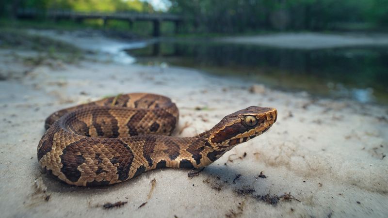 Mississippi River's Cottonmouth Kingdom