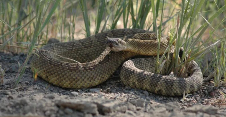 15 U.S. Rivers That House The Most Dangerous Snakes