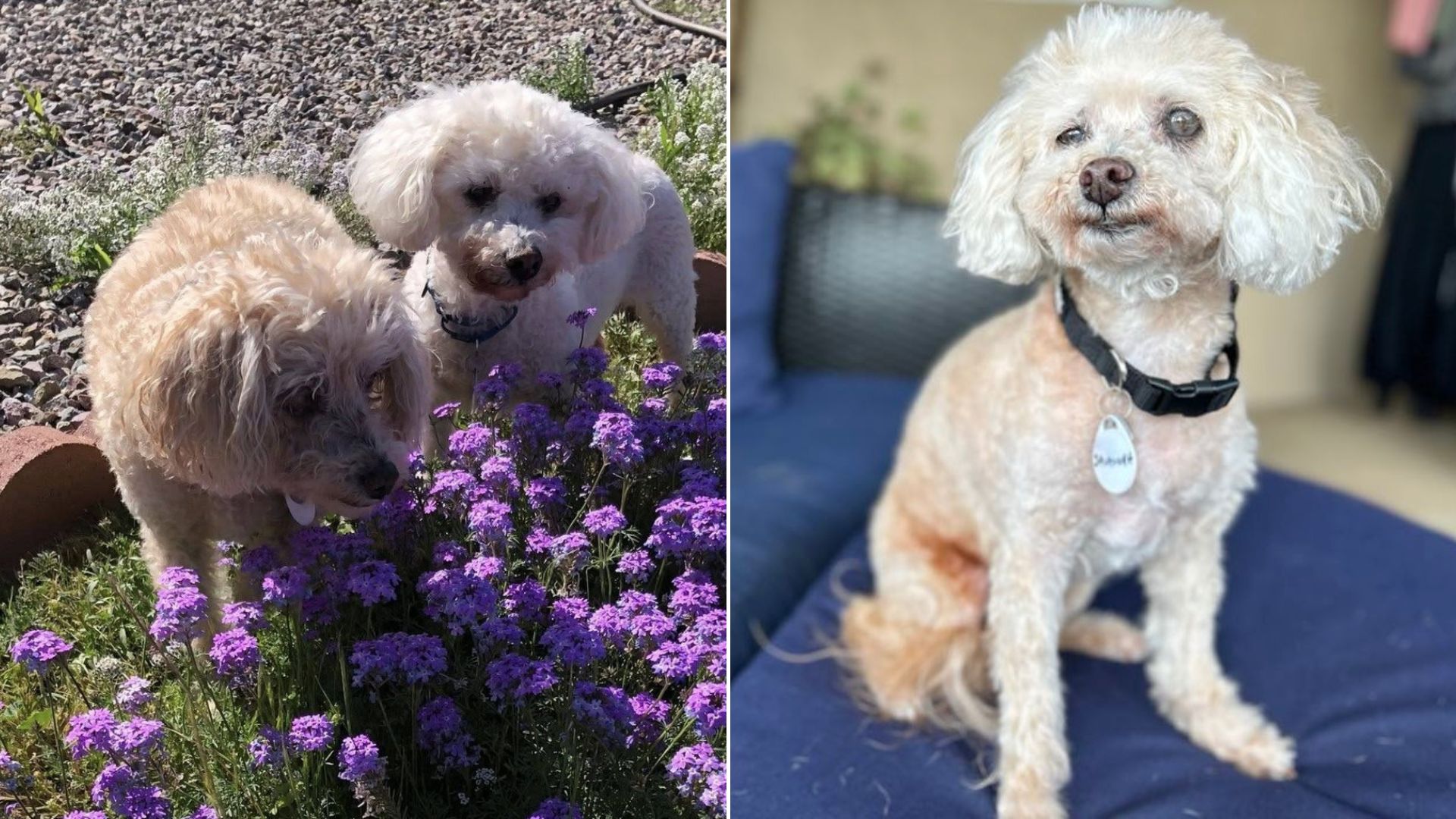 two cute dogs