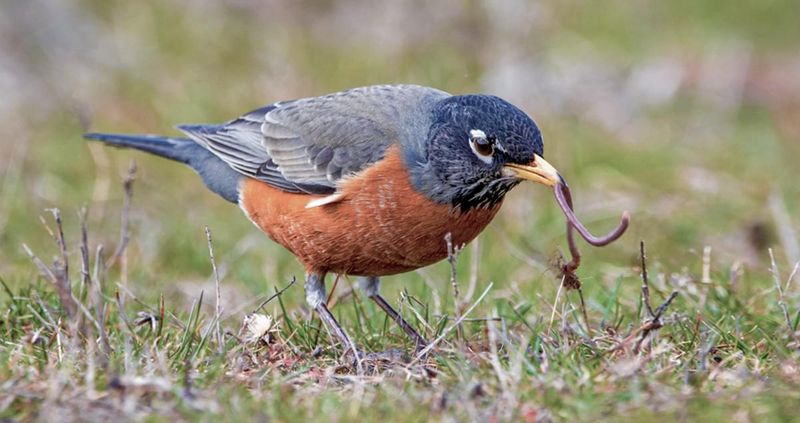 American Robin – The Springtime Herald
