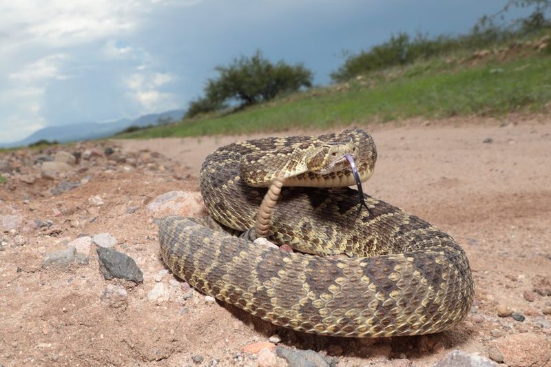 Mojave Rattlesnake: The Desert's Deadly Cocktail