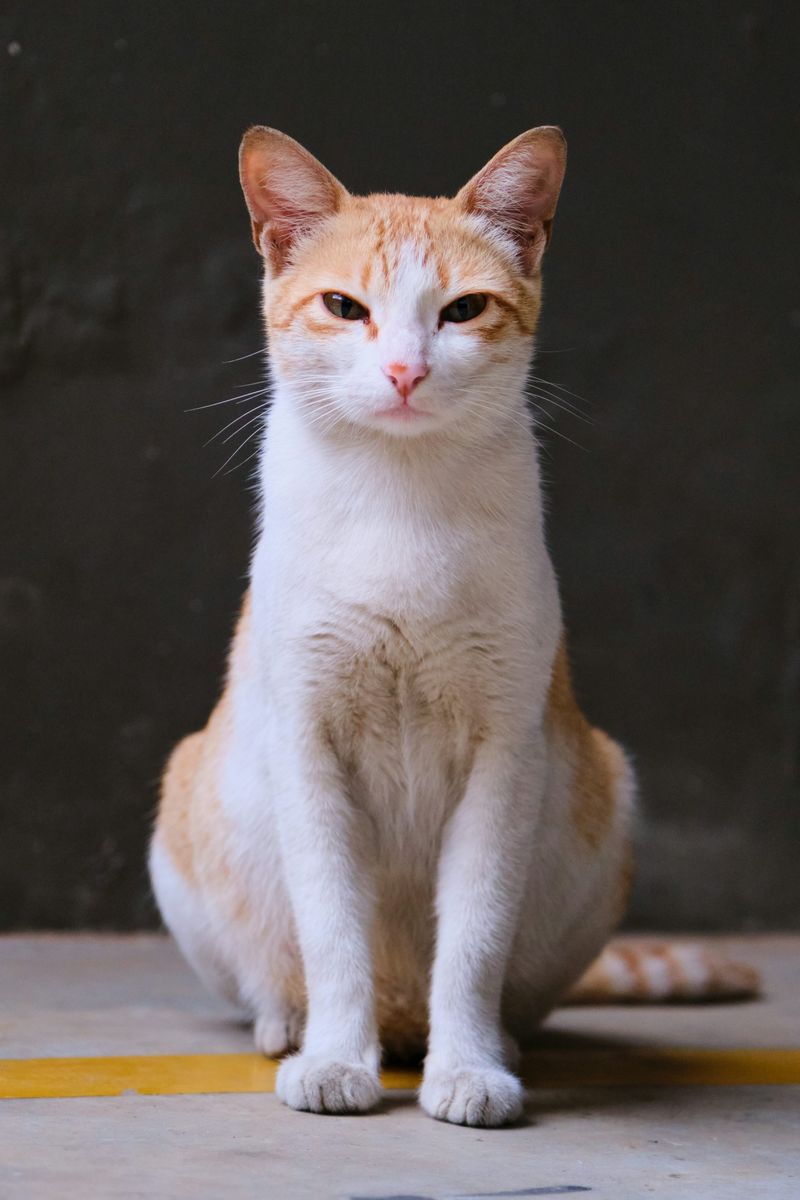 Sits Like A Gentleman