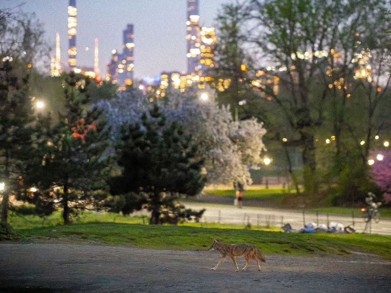 Eastern Coyote: Urban Predators Among Us