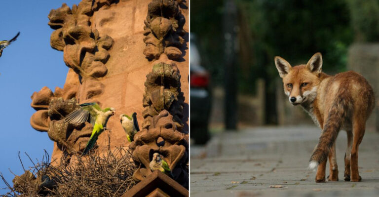 16 Wildlife Species You Didn’t Know Lived In New York City