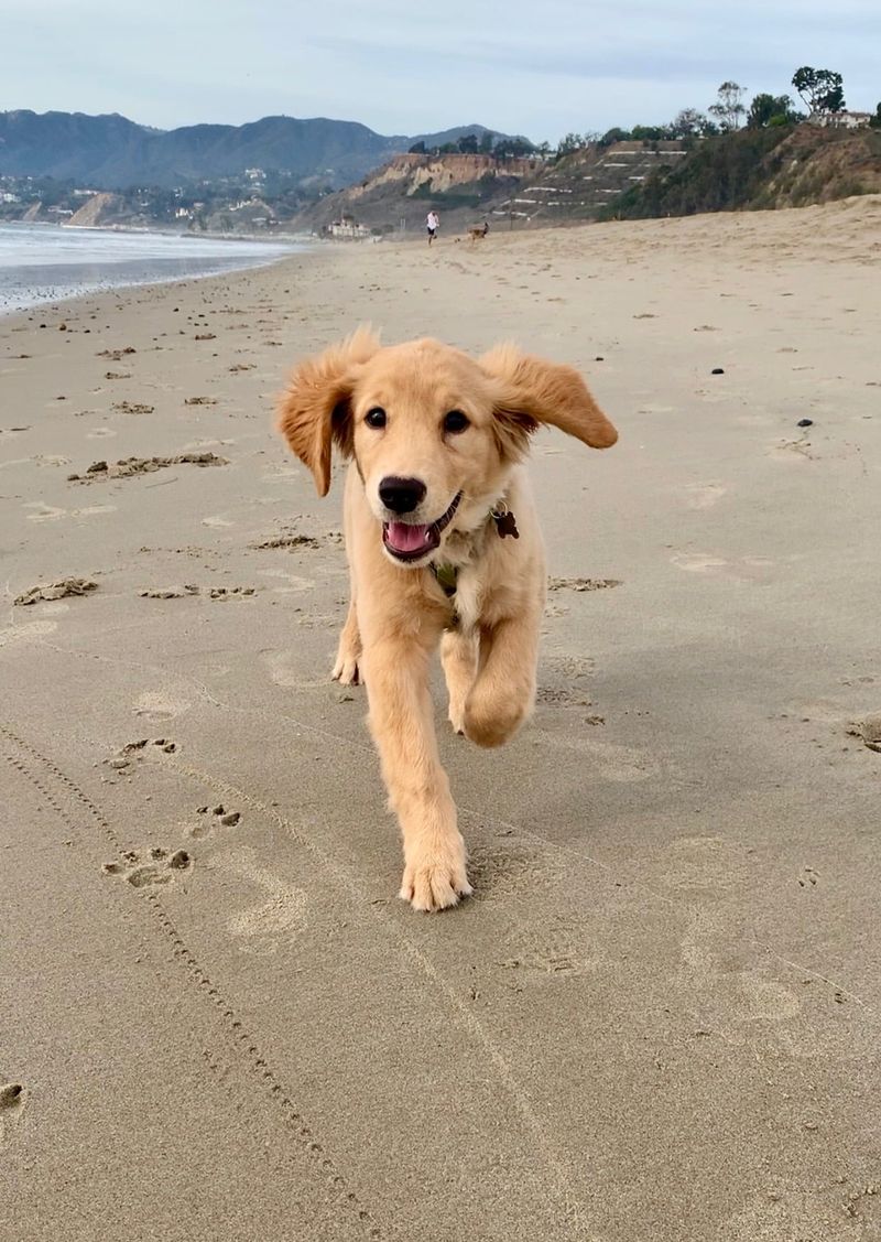 Labrador Retriever: The Golden State's Golden Standard