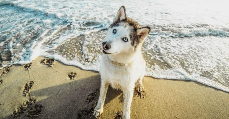 17 Dog Breeds You’ll See Most Often In California