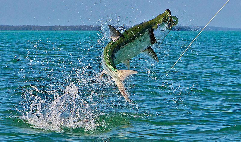 The Silver King: Tarpon