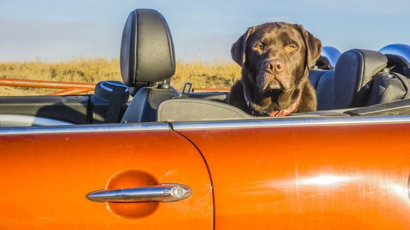 Loves Riding In Convertibles