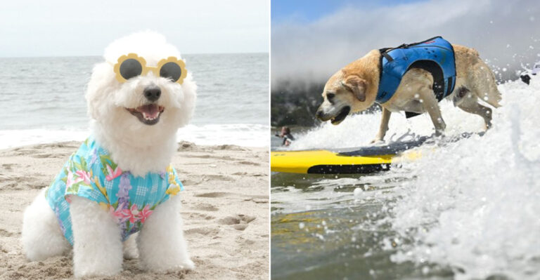 17 Ways To Tell You’ve Got A Real California Dog (And They Totally Know It)