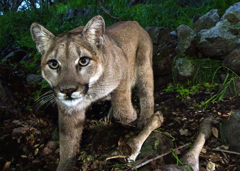 Mountain Lion: The Silent Shadow