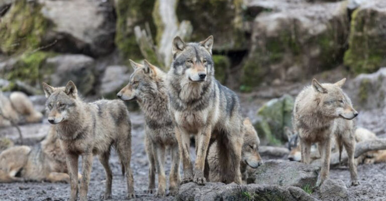17 Wild Animals Flourishing In California