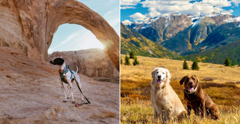 18 States With The Best Dog-Friendly Weather That Aren’t California