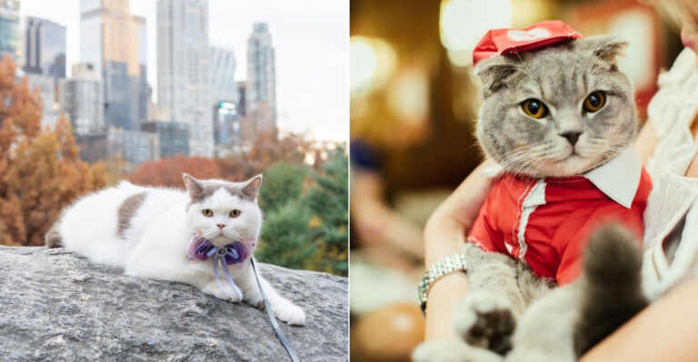 18 Ways New York City Cats Are Different From The Rest
