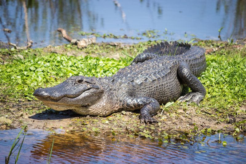 The Toothy Terror: American Alligator