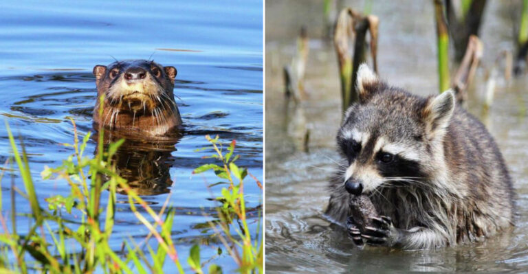 19 Fascinating Animals That Call Louisiana’s Wetlands Home