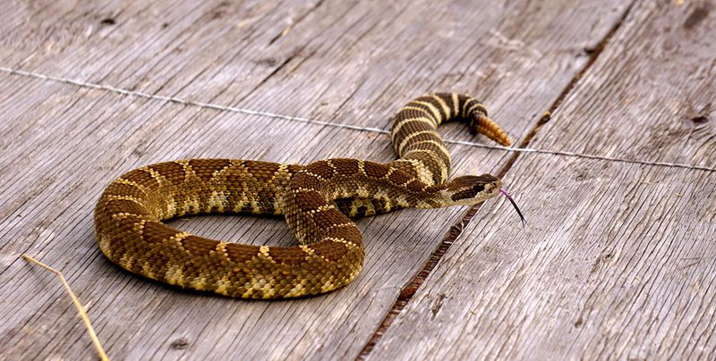 Northern Pacific Rattlesnake