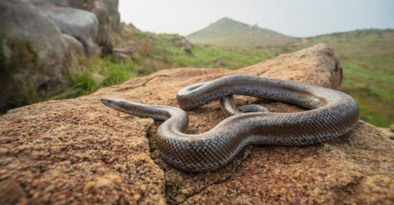 19 Snakes You Might Spot in California (5 Are Seriously Venomous)