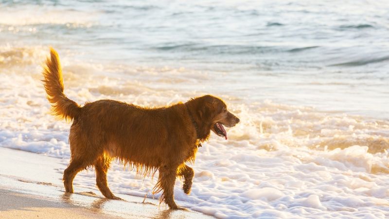 Beach Bum Extraordinaire
