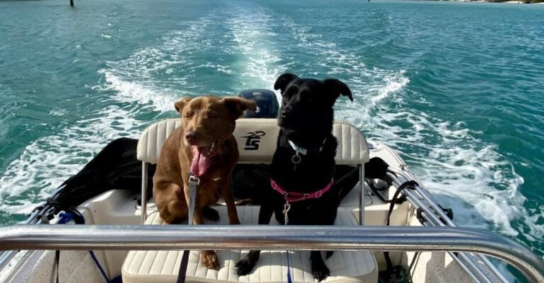 19 Ways Your Dog Is Embracing The Florida Lifestyle (And Loving Every Minute)
