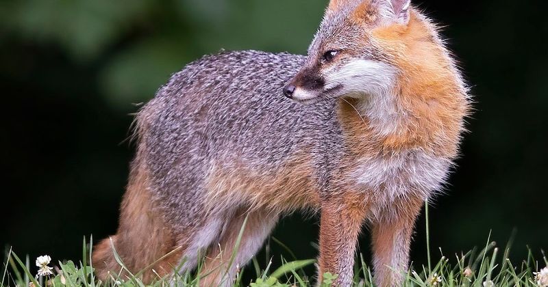 3. Eastern Gray Fox (Urocyon cinereoargenteus): The Tree-Climbing Canid