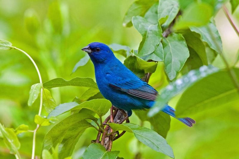 Indigo Bunting