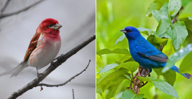 20 Brilliant Blue Birds You Might See in California