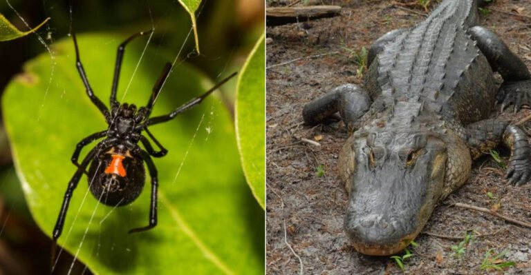 20 Most Dangerous Animals In North Carolina