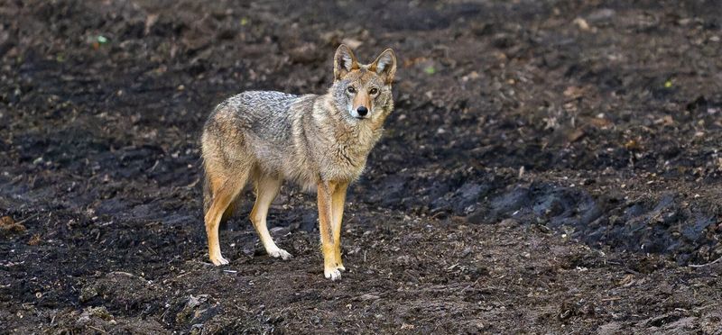 Coyotes: The Urban Adapters