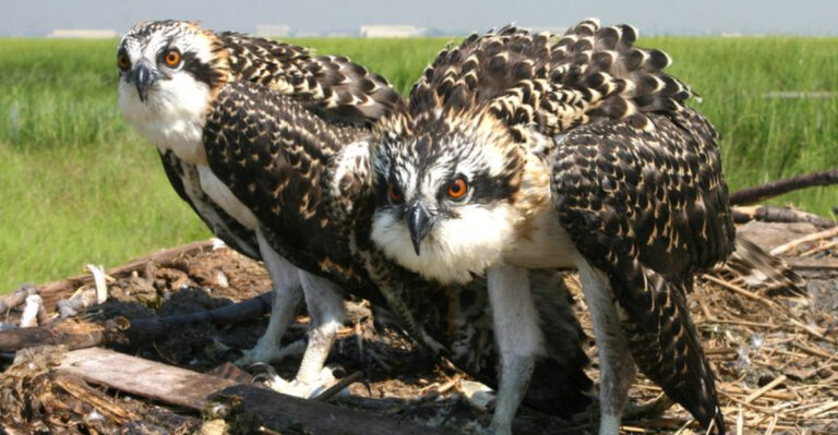 20 Unexpected Animals That Prove There’s More To New York Than Skyscrapers