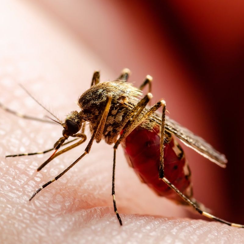 Blood-Thirsty Mosquitoes
